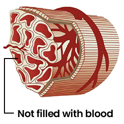 Relaxing the Arteries and Muscles